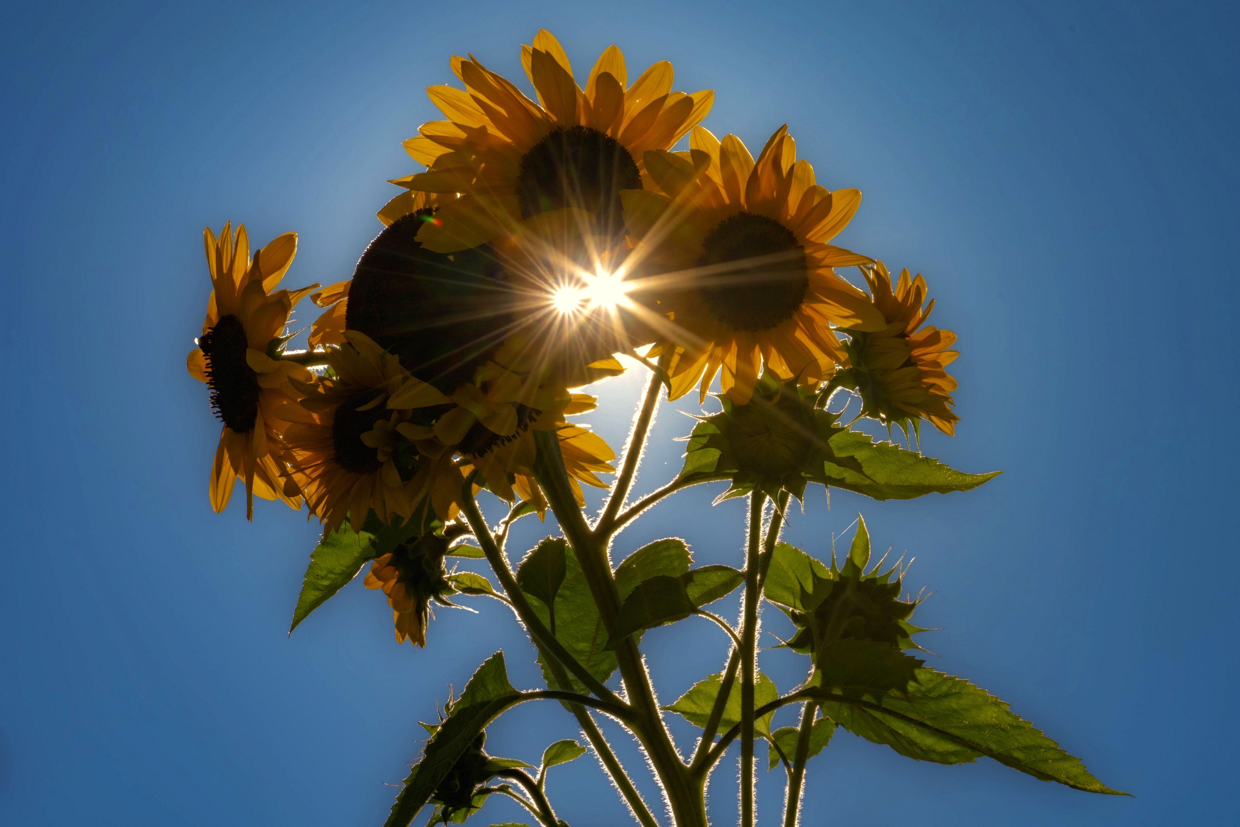 Girasoli di Winterthur58