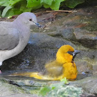 White-tipped dove