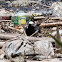 White Wagtail; Lavandera Blanca