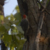 Red bellied woodpecker