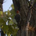 Red bellied woodpecker