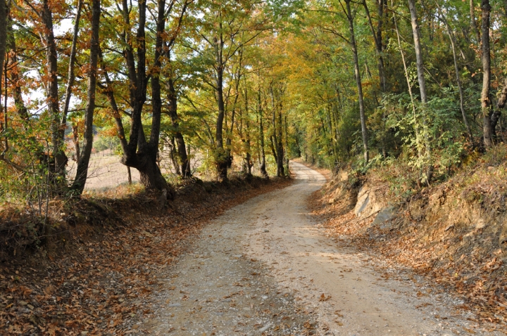 La strada nel bosco di ciubecca