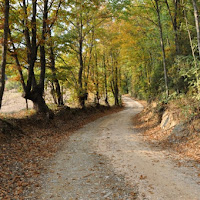 La strada nel bosco di 