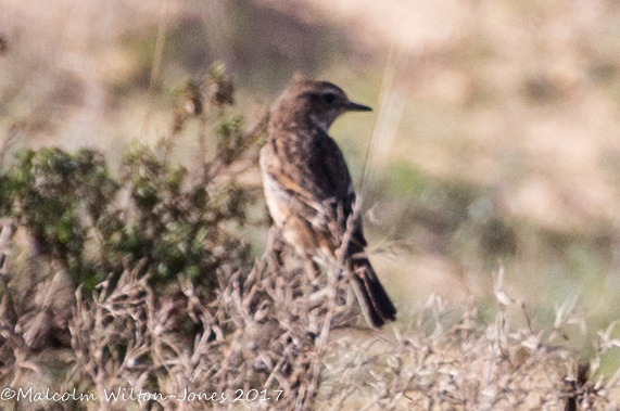 Stonechat