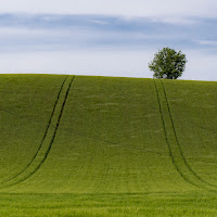 Colline Marchigiane  di 