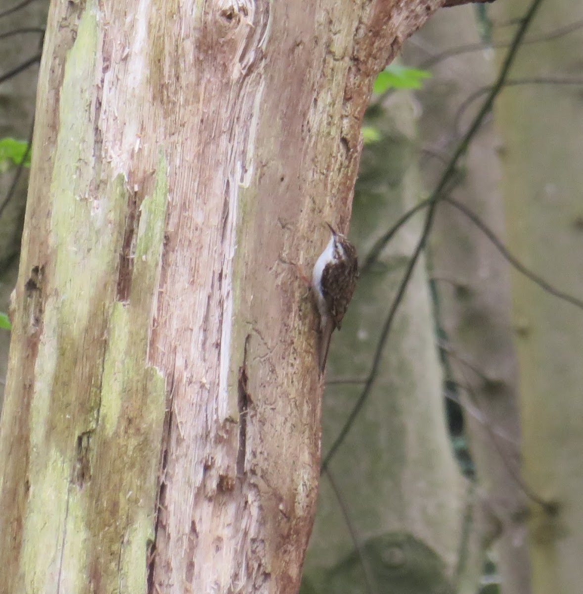 Treecreeper