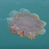 Lion's Mane Jellyfish