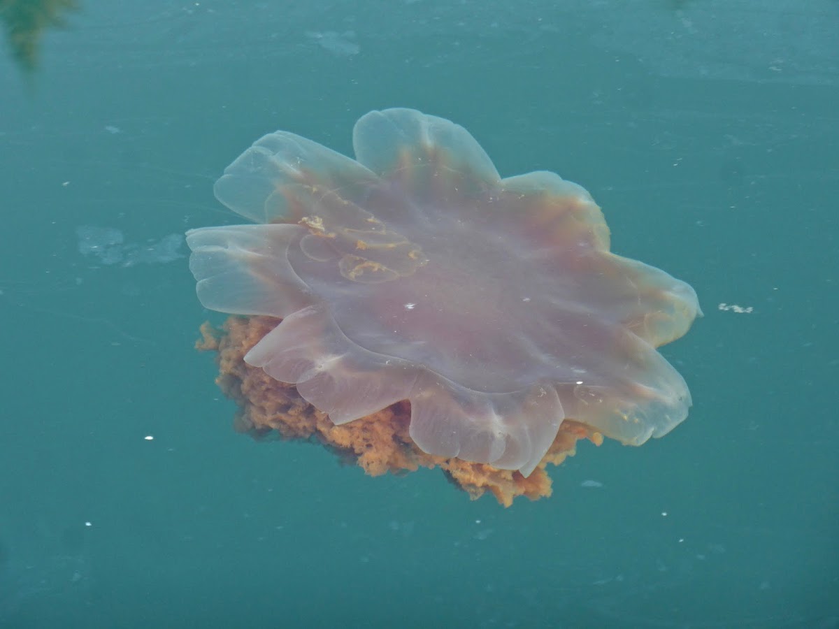 Lion's Mane Jellyfish