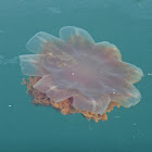 Lion's Mane Jellyfish