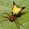 Arrow-shaped Micrathena