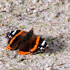 Red Admiral; Vanesa