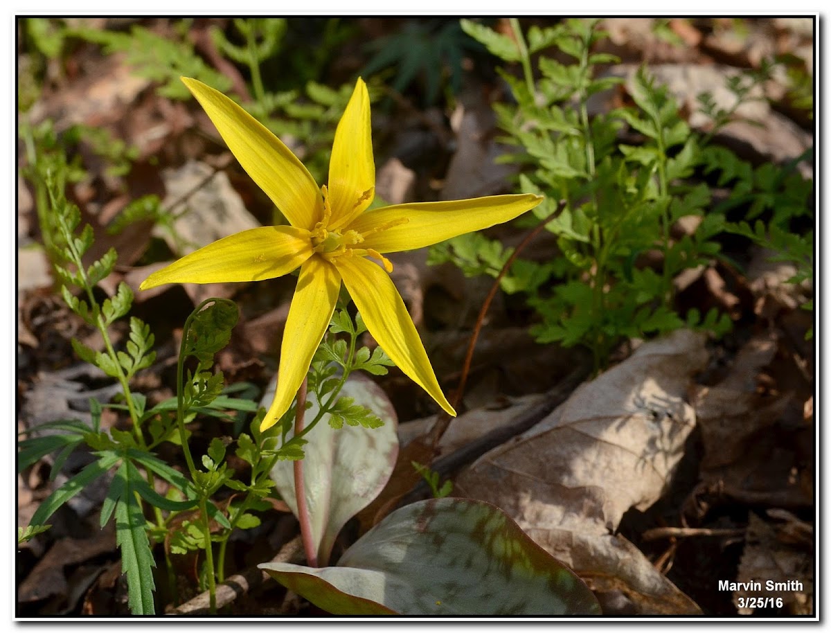 Yellow Trout Lily