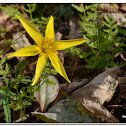 Yellow Trout Lily