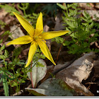 Yellow Trout Lily