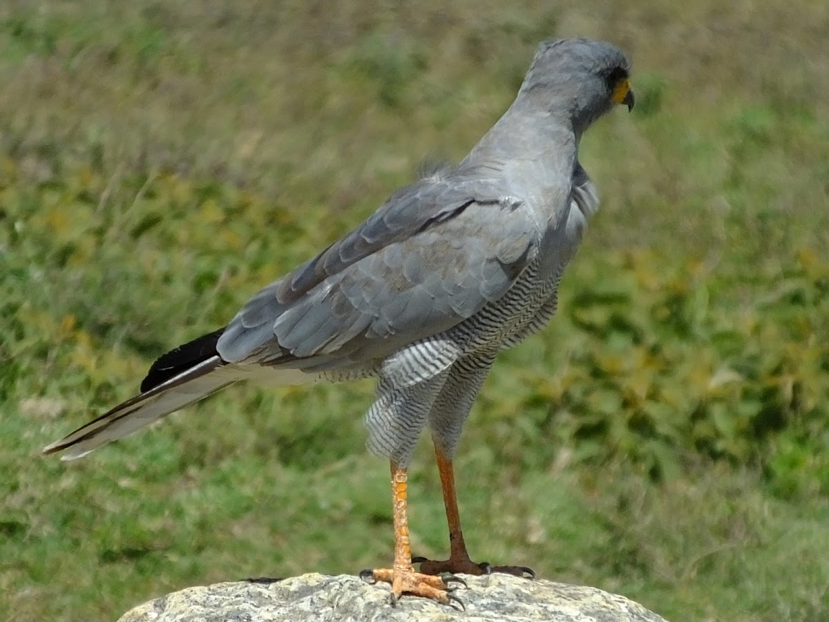 Pale Chanting Goshawk