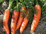 Fermented Ginger CArrots was pinched from <a href="http://thenourishingcook.com/follow-the-whey-to-ginger-carrot-land/" target="_blank">thenourishingcook.com.</a>