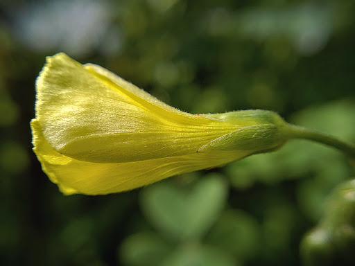 Oxalis pes-caprae