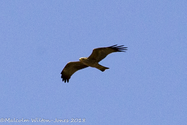 Black Kite