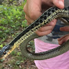 Common Garter Snake