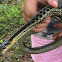 Common Garter Snake