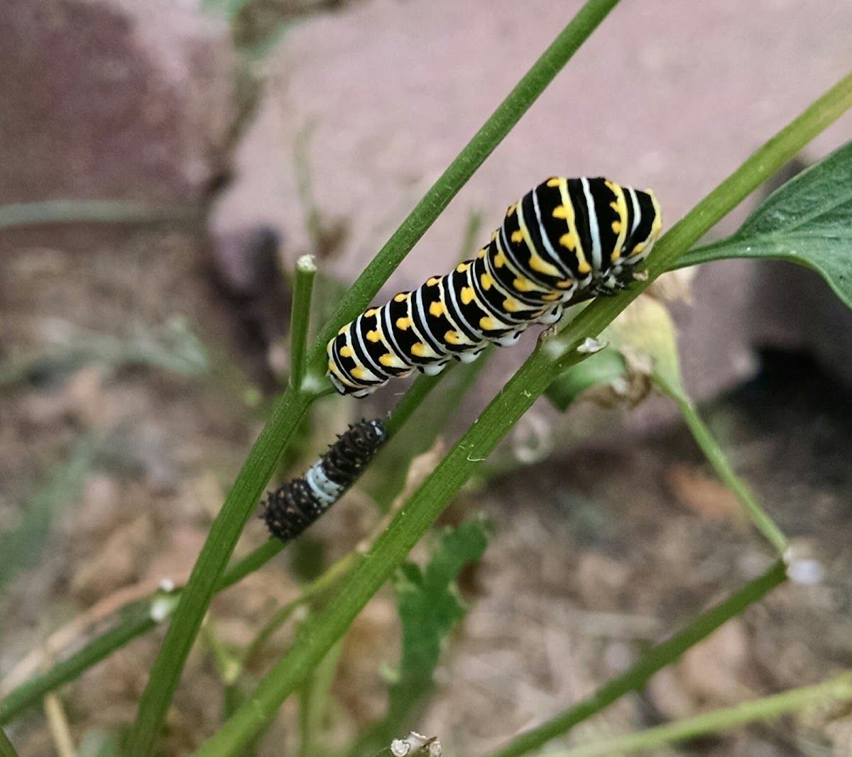 Eastern Black Swallowtail caterpillars