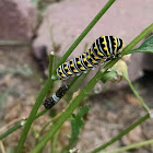 Eastern Black Swallowtail caterpillars