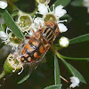 Golden Native Drone Fly