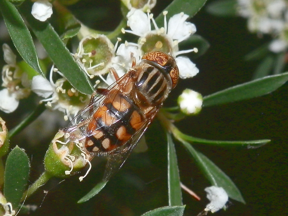 Golden Native Drone Fly