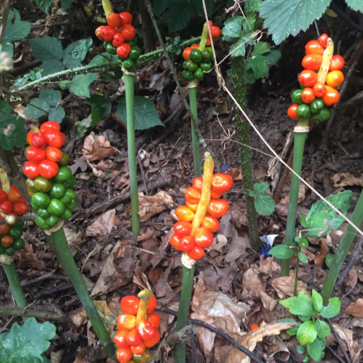 lords and ladies or cuckoopint