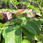 Lime Butterfly caterpillar