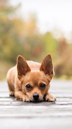 Chihuahua Wallpapers HD  4k Backgrounds