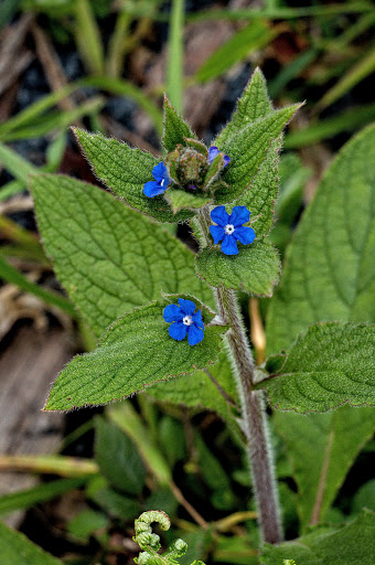 Anchusa Pentaglottis sempervirens