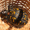 Eastern box turtle