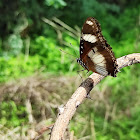 Danaid Eggfly