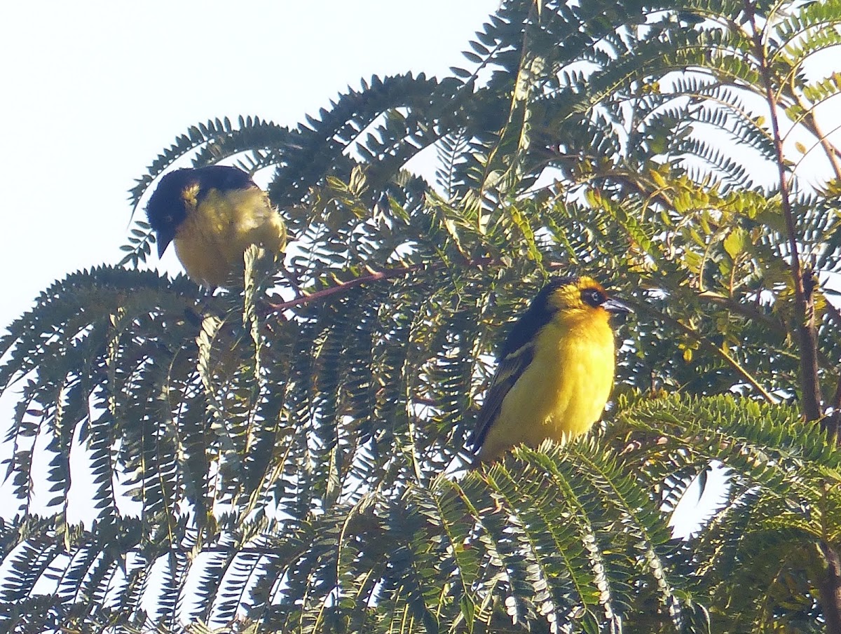 Baglafecht Weaver