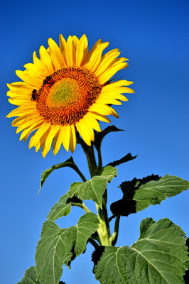 alla ricerca del sole di blondie ph