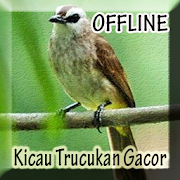 Master Kicau Trucukan Gacor  Icon