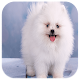 Download Pomeranian Wallpaper For PC Windows and Mac 1.0