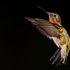 Ruby-throated Hummingbird