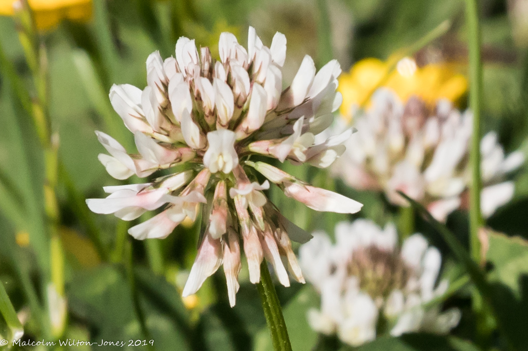 White Clover