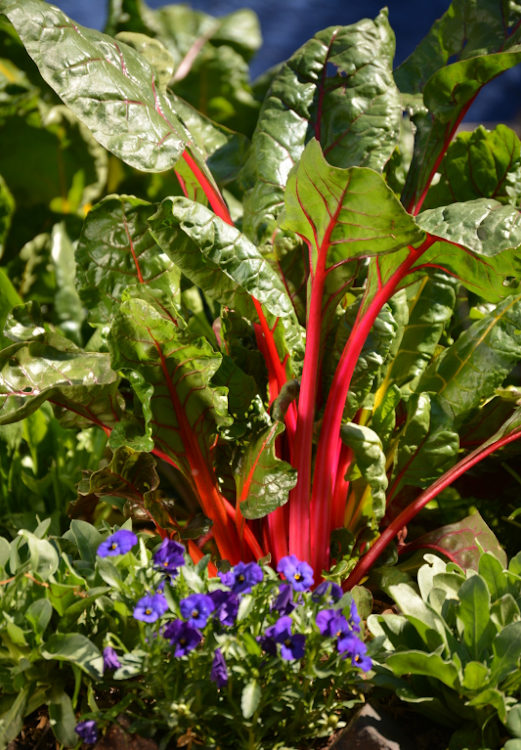 Swiss chard and pansies.