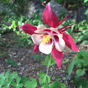 Columbine