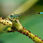 Damselfly