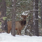 Elk