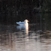 Black-headed Gull; Gaviota Reidora