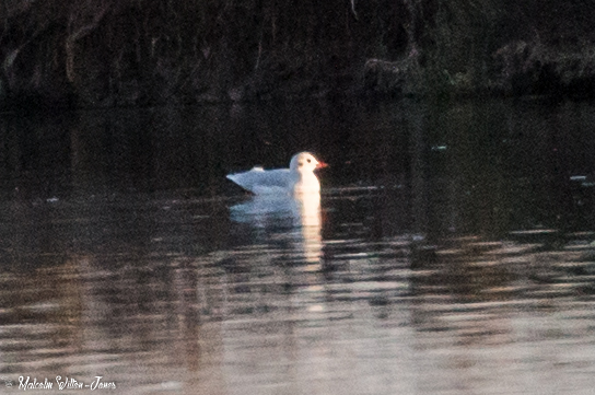 Black-headed Gull; Gaviota Reidora