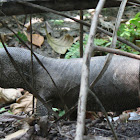 Bengal Monitor Lizard