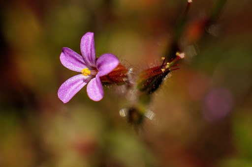 Geranium purpureum