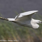 Little Egret; Garceta Común