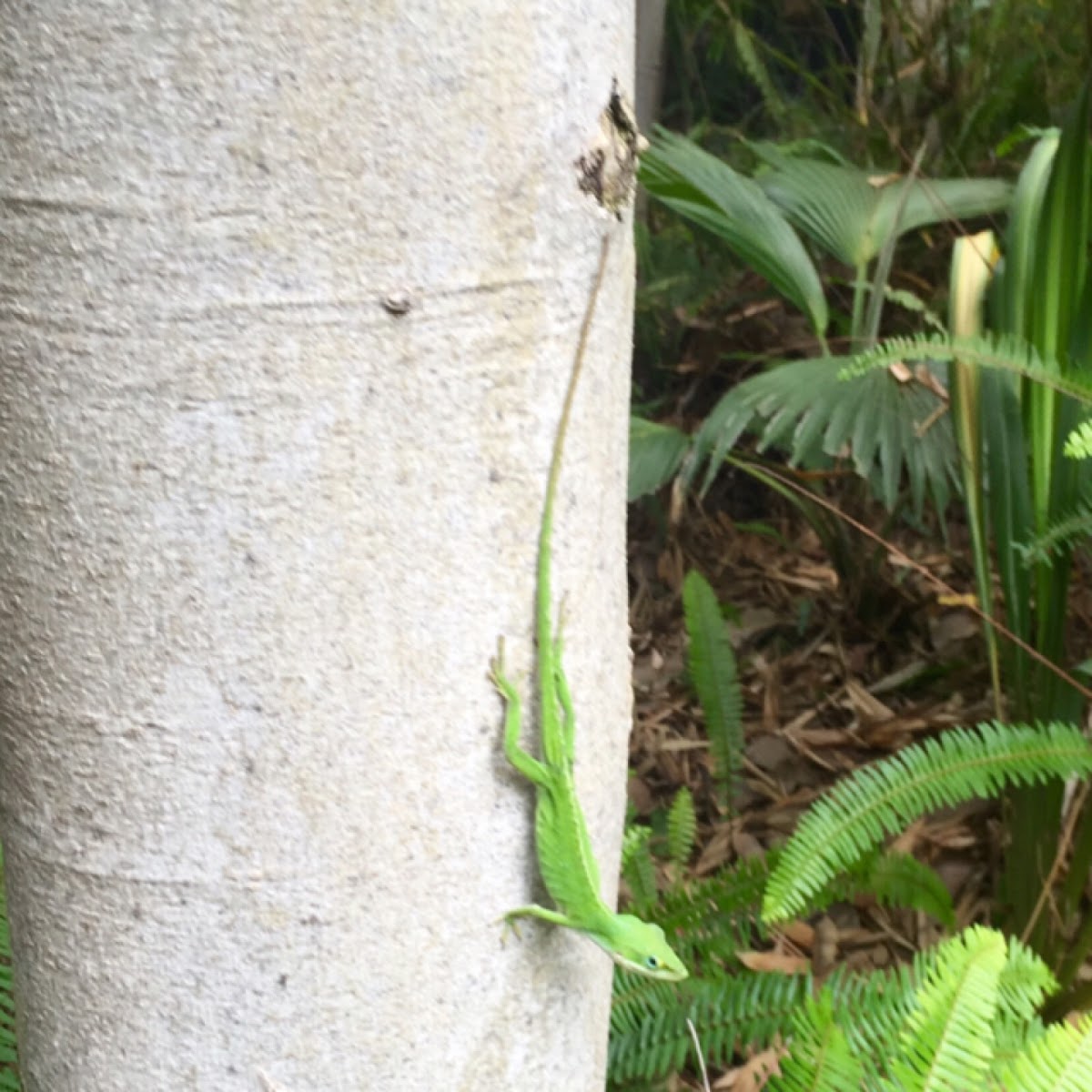 Green Anole